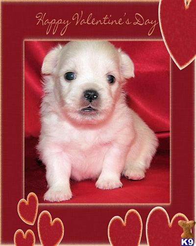 Puppies in KY